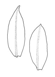 Calomnion complanatum, two lateral leaves. Drawn from A.J. Fife 11314, CHR 514642.
 Image: R.C. Wagstaff © Landcare Research 2016 